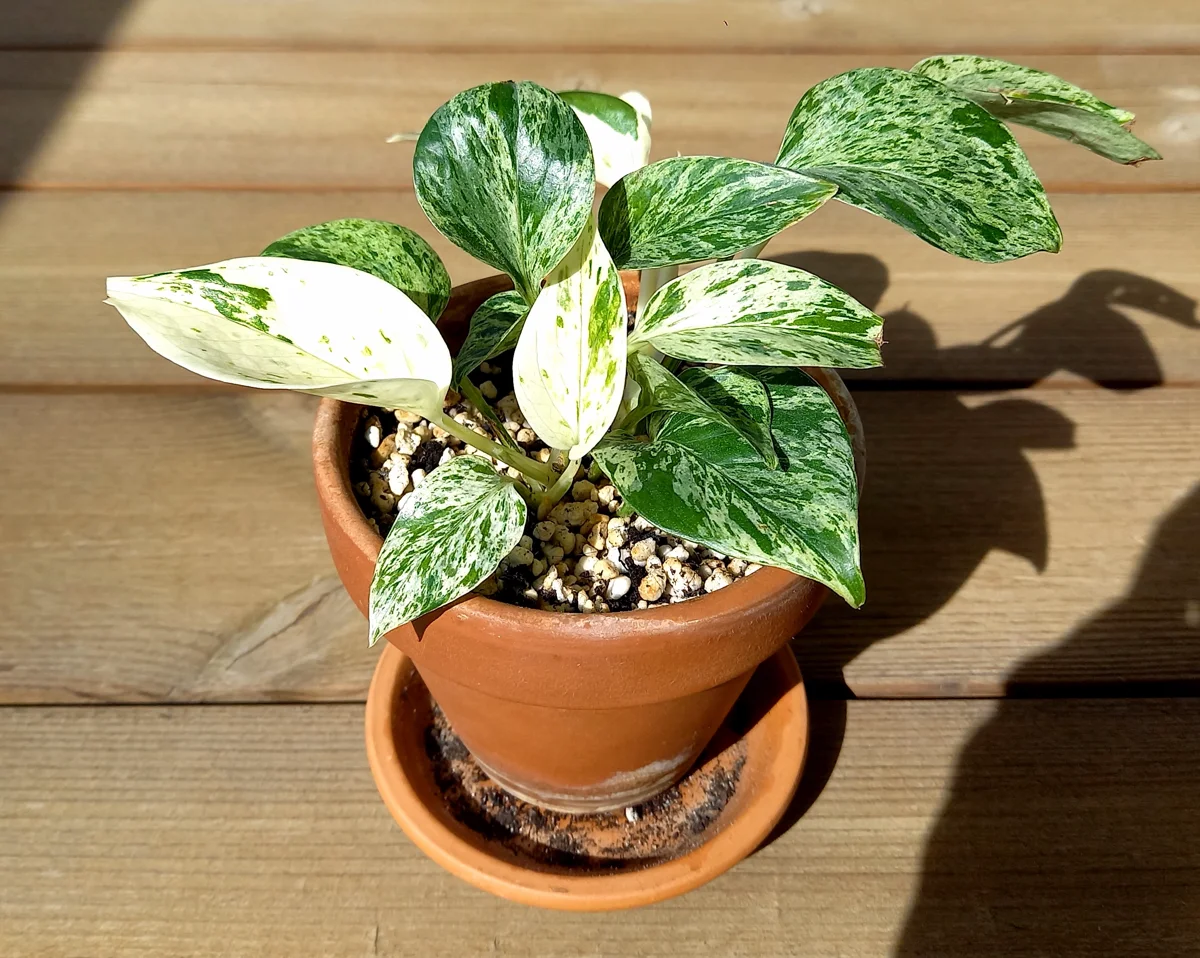 Poto Marble Queen, Epipremnum aureum, en una maceta de terracota.
